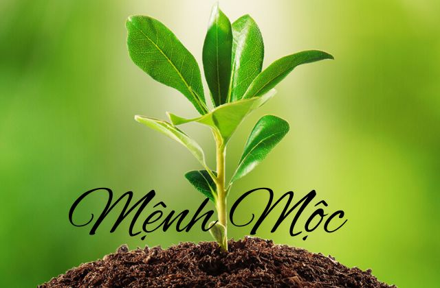 Người mệnh Mộc có đặc điểm gì?