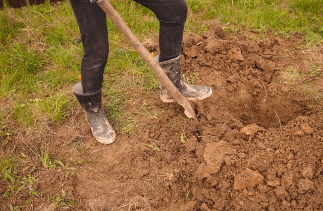 Chôn vàng ở sân sau là một phương pháp cất giữ vàng truyền thống, khá mất sức
