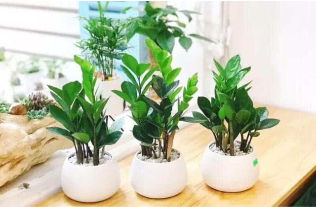 Chậu cây là nơi cất giữ vàng an toàn và kín đáo