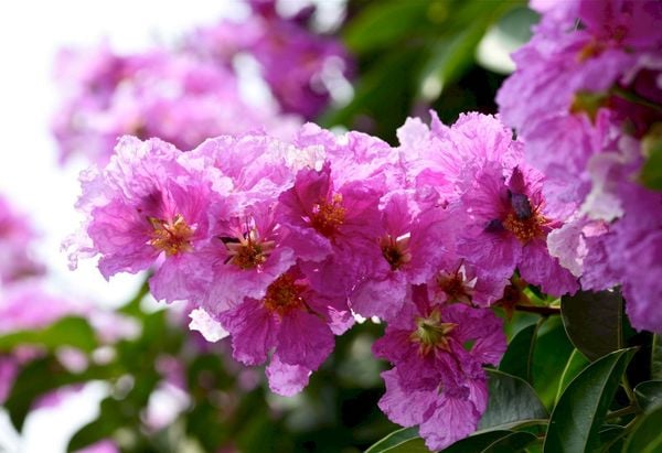 Bằng lăng tím: Ý nghĩa hoa bằng lăng, biểu tượng của mùa hè 4 Sắc tím dịu dàng của hoa bằng lăng gợi nhớ đến sự thủy chung, sâu lắng, như một lời nhắc nhở về tình cảm bền vững và chân thành