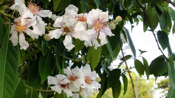 Bằng lăng tím: Ý nghĩa hoa bằng lăng, biểu tượng của mùa hè 5 Hoa bằng lăng ổi trắng nổi bật với vẻ đẹp tinh khôi, thuần khiết